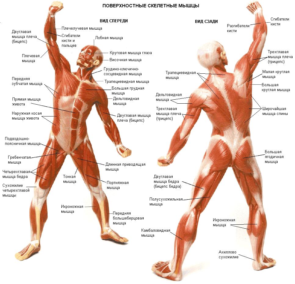 Поверхностные скелетные мышцы