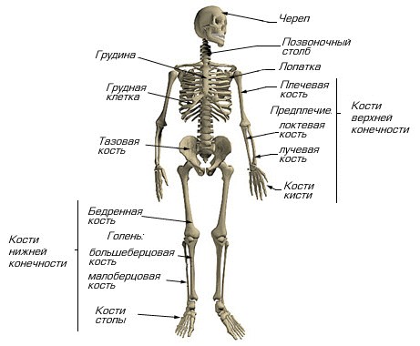Скелет человека (скелет туловища, скелет верхних и нижних конечностей и скелет головы)