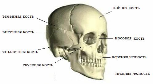 Скелет головы (череп)