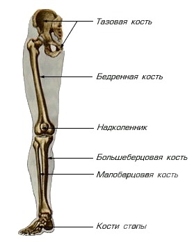 skelet nogi